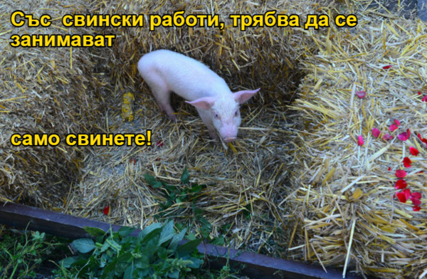 Със  свински работи, трябва да се занимават само свинете! 