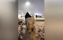 Сняг покри Дамаск за радост на някои жители на града