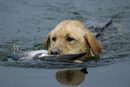 Кучето Роско вади патица от водата по време на лов.