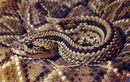 Гърмяща тропическа змия в музея Земята и хората. Две изложения за влечуги се проведоха тази годината в София, интерес не липсваше.