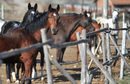 Единствената в България сертифицирана ферма за коне <a href="http://www.dnevnik.bg/bulgaria/2011/11/20/1208302_konete_-_hobi_strast_biznes/" target="_blank">от породата Тракенер</a> се намира в софийското село Опицвет. Конете от тази порода са лесни за обучение, имат много добри спортни качества за почти всички дисциплини - прескачане на препятствия, обездка (танц с кон), крос. Само за надбягване не са подходящи, казва собствениците на <a href="http://www.dnevnik.bg/bigpicture/2011/11/21/1204788_goliamata_snimka_konna_baza_za_trakenenski_kone/" target="_blank">фермата.</a>  
