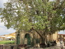 Пред катедралата/джамията пък стои неин връстник - вид фикусово дърво на повече от 600 години, посадено при откриването на катедралата.
