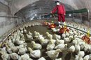 Работник дезинфекцира част от птицеферма в град Хемен, провинция Дзянсу