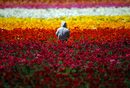 Човек работи на цветните полета в Карлсбад, Калифорния. Цветята се продават за търговски цели, а полетата са туристическа атракция.