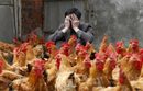 Гледач на пилета в провинция Джъдзян, Китай, е закрил лицето си с ръце. Той твърди, че не са заразени с вируса H7N9. Според съобщението на китайския Държавен комитет по въпросите на здравеопазването и семейното планиране на 8 и 9 април в Китай са потвърдени още четири случая на заразяване с птичи грип H7N9. Два от тези случаи са регистрирани в провинция Джъдзян, а другите два – в Шанхай. Така до момента на територията на Китай са потвърдени общо 28 случая на заразяване с това вирусно заболяване, като девет от болните починаха.