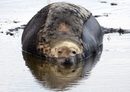 На и около островите има между 3000 и 4000 от този вид, познат още като дългомуцунест тюлен.<br />