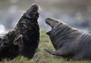 Мъжки тюлени се бият за територия и женски<br />