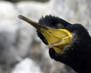 Корморанът е и най-голямата от морските птици, които гнездят на острова.