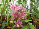 Красива орхидея за празника на влюбените