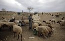 Палестинският пастир Махмуд със стадото си овце в долината на река Йордан.