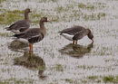 Снимка на ято големи белочели гъски пасящи по една ливада в Холандия. Taм ловът на гъски  е забранен и по тази причина птиците допускат хората много близо до тях.<br /><br />Аналогично е поведението на снежните гъски в САЩ, които могат да бъдат доближени до 5 метра в американските национални паркове...