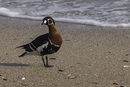 Червеногушата гъска е една от най-красивите и най-редки български птици. Гнезди в тундрата на полуостровите Таймир, Гидан и Ямал в Русия.<br /><br />В света са останали между 30 и 40 000 червеногуши гъски. Повечето от тях зимуват в крайморска Добруджа край езерата Шабла и Дуранкулак.<br /><br />Снимките от тази галерия са от две посещения на езерата през 2010 г. и 2014 г. Фотографиите и текстът са предоставени на "Дневник" от Стефан Аврамов от българска фондация "Биоразнообразие".