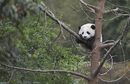 Гигантска панда в провинция Съчуан, Китай.