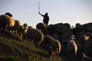Бедуин пасе стадо овце в южната част на Израел.