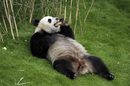 Женската панда Хао Хао от зоопарка в Брюжелет, Белгия, изглежда не се вълнува, че на посещение са ѝ дошли китайският президент Си Дзипин и белгийският крал Филип.