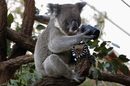 Австралийска коала гледа през камера в зоопарка в Сидни.