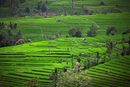 Оризовите полета дават храна и работа на хиляди семейства в Индонезия. Поддържането им в този вид обаче със сигурност не е никак лесно и затова всекидневно се полагат грижи. Магията на зеленият цвят със сигурност струва скъпо на семействата, които се грижат за състоянието на оризовите плантации.