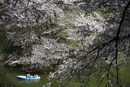 Туристи се радват на разцъфналите вишни в японската столица Токио.