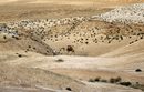 Палестинец води камила близо до Йерихон.