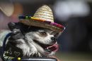 Фестивал за кучета от породата чихуахуа в Чандлър, Аризона.