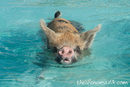 Една сутрин близо до Саниел Кий на Бахамите отидохме да плуваме с прасета. Знам, че това звучи странно. Повярвайте ми, сега като гледам снимките и не мога да повярвам, че е истина.