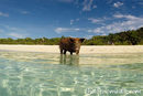 Плуващи прасета! Бяхме чували за плуващи игуани на Галапагос, дори за плуващи маймуни на Борнео. Ама плуващи прасета?