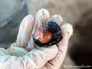 Така научихме много за този вид морски костенурки. Например, научихме, че те винаги снасят по 100-110 яйца, от които 90% се излюпват успешно. Някои от неизлюпените яйца бяха пълни с миризлива жълтеникава течност, която изследователите, с докторски ръкавици, наляха в бурканчета и прибраха в куфар. В други имаше ембриони в различна степен на развитие, които научните работници внимателно разгледаха, снимаха и прилежно отбелязаха данните в специални големи научни тефтери.