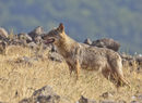 За съжаление България е една от малкото страни, където не се изплащат компенсации за нанесени щети от вълци. Конфликтът с животновъдите е голям и вълкът е обект на лов през цялата година с всички разрешени от закона средства.<br />
<br />
Ловците твърдят, че в България има над 2400 вълка и че видът трябва да бъде изтребван през цялата година. Природозащитни организации са на обратното мнение – смятат, че в България има около 800 вълка, че трябва да се въведе система за компенсации и превенции на щетите от този вид и да бъде ловуван регулирано.