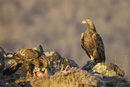 Каца и другият скален орел. Докато единият се храни, партньорката се оглежда.<br />
<br />
В планините на България има около 150 двойки скални орли. Те са изключително предпазливи птици и гнездата им по правило са на недостъпни скали в планините.