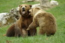 Мариана е родена през 1987 г. и е спасена от съдбата си на танцуваща мечка през 2000 г. Тя е много срамежлива и е единствената, която има привилегията да бъде допусната до гиганта Гошо. Гошо е роден през 1989 г. и е спасен през месец юни 2001 г. Той безспорно е най-голямата, но и най-мързеливата мечка в Парка за танцуващи мечки в Белица. Странната двойка води едно доста мирно съществуване в просторното си ограждение.