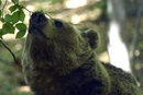 Боби е една от звездите в убежището за танцуващи мечки. Роден е през 1997 г. в Енина и е спасен през 2001 г. Спасяването му в ранна възраст му е спестило наранявания и дупките, разрушили муцуните на повечето от неговите събратя по съдба. Той често е бил използван за традиционни демонстративни борби между човек и мечка. 

Боби е самотник, като повечето мечки, но се е адаптирал добре към новия начин на живот. Той обича да позира за снимки, което го прави любимец на посетителите.