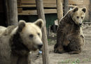 Това, което през 2000 г. изглежда като далечна цел, става реалност през 2007 г., когато последните три танцуващи мечки в България и ЕС са преместени в Парка за танцуващи мечки край гр. Белица.<br />
<br />
След пристигането на мечките в Парка над Белица здравословното им състояние се преглежда старателно от ветеринарни лекари.