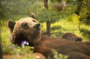 Между 2000 и 2007 г. общо 27 танцуващи мечки в България са спасени от Четири лапи и Фондацията на Бриджит Бардо и настанени в парка близо до Белица.