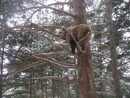 Като повечето мечки Елена е опитна в катеренето и обича да си почива по дърветата в парка.