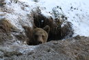 В дивата природа кафявите мечки спят зимен сън. Но това рядко се случва, когато живеят в зоологически градини, циркове или са държани в плен като танцуващи мечки.<br />
<br />
Основната цел на Парка е да възвърне естественото поведение на спасените животни като им предложи условия за живот близки до тази в природата. Мечките, които пристигат в парка са подтиквани да използват изкуствените бърлоги за зимен сън.<br />
<br />
След известно време някои от тях започват да копаят сами бърлогите си. Понастоящем всички мечки в парка спят зимен сън, което е добър знак за качеството им на живот.