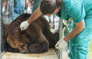 Всяка година екип от гостуващи ветеринарни лекари и зъболекар отиват в Белица, за да направят годишния медицински преглед на мечките. Те лекуват стари болежки и допълват медицинските грижи, които мечките получават през цялата година. Усилията, които се полагат, за да се облекчат до възможно най-голяма степен хроничните болести на животните, както и да се подобри състоянието на кожата и зъбите им, са наистина безценни за тяхното възстановяване.