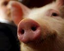 В деня на шегата - 1 април, собствениците на ферма в Hajmas, югозападна Унгария, организираха конкурс за красота между прасетата, които отглеждат.