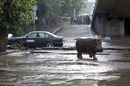 Животни избягаха от силно пострадалата от дъждовете зоологическа градина в града.