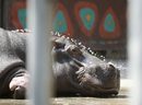 Хипопотамът от зоологическата градина в Тбилиси си почива след наводнението.