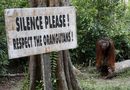 Мъжки орангутан в Кемп Лийки в Tanjung National Park в провинция Централна Калимантан, Индонезия. Обезлесяването е основната заплаха за орангутаните. ООН прогнозира, че орангутаните ще бъдат практически унищожени в дивата природа в рамките на две десетилетия, ако тенденциите на обезлесяване продължават.