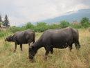 Семейството на Никола и Таня Кулови отглеждат всичките си животни с целогодишно природосъобразно пашуване в Стара планина, което е важно за опазването на уникално им биоразнообразие.