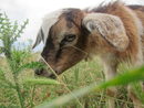 Тази пролет Кулови са взели в стадото с овцете и няколко кози.