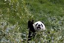 Шестгодишната панда Хао Хао, родена в Китай, яде бамбук в парк Pairi Daiza в Брюжелет, Белгия.
