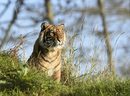 Тигър се радва на слънцето в Manor House Wildlife Park в Тенби, Уелс. В Уелс са измерени рекордни температури за ноември.