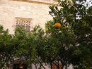 Друга интересна част от Ла Лоня де ла Седа е неговия двор с портокаловите дървета, който има много пейки където търговците са могли да си отдъхнат от напрегнатия ден.