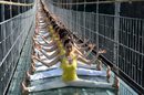 Жени практикуват йога по време на пърформанс на стъкления мост в националния парк Джандзядзие в Китай.