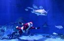 Човек, в костюм на Дядо Коледа, плува с акули в аквариум в Австралия.
