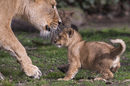 Новородено лъвче играе с майка си в белгийския зоопарк Планкендаел, близо до гр. Мехенел.<br /><br />Лъвицата Лорена е родила три малки на 25 януари, но досега ги е крила от очите на посетителите и от персонала в зоопарка.