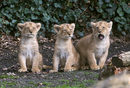 Едва вчера (30 март) трите малки лъвчета направиха своеобразното си "представяне", което предизвика изключителен интерес сред посетителите на парка.