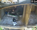 На тези снимки от камерата, която наблюдава гнездото на лешоядите, природозащитниците правят опит да приберат новоизлюпеното бебе. Част от черупката му е залепнала за него и животът му е бил в опасност, разказват "Зелени Балкани".